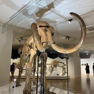 マンモス展　大阪南港 ＡＴＣギャラリー