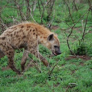 政治家の皆さんへ「嘘つきは泥棒のはじまり。」でっせ！
