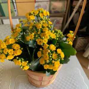 紅葉狩りするなら京都植物園で！納得の1日でした