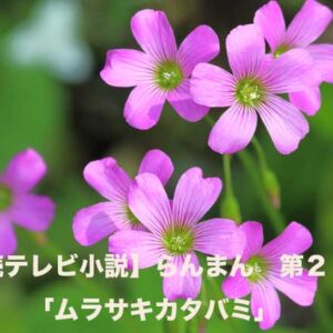 【連続テレビ小説】らんまん　第２５週「ムラサキカタバミ」