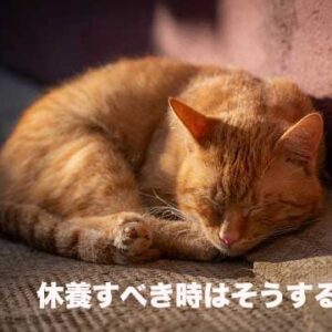 先週の備忘録（02/03〜02/09）